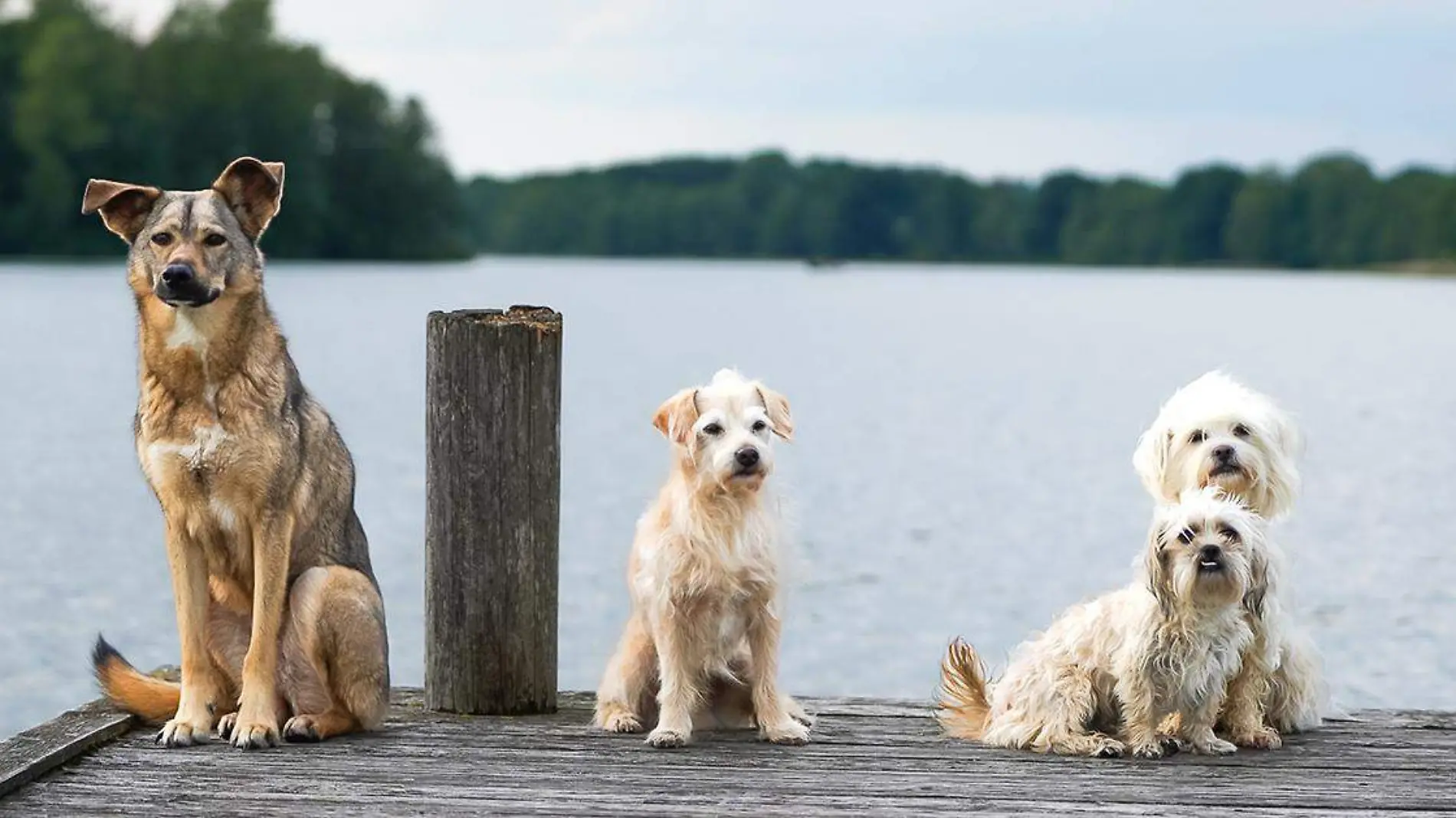 Mucho se ha dicho a lo largo de la historia de los mejores amigos del hombre, los perros